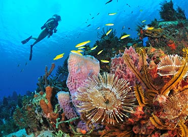 La Martinique, un paradis pour les plongeurs